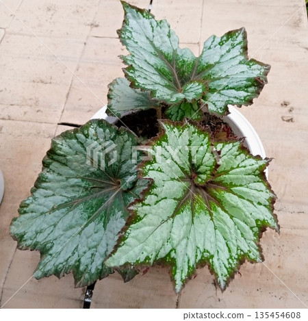 Rex Begonia Painted Leaf Houseplant in White Pot Isolated on Neutral Background 135454608