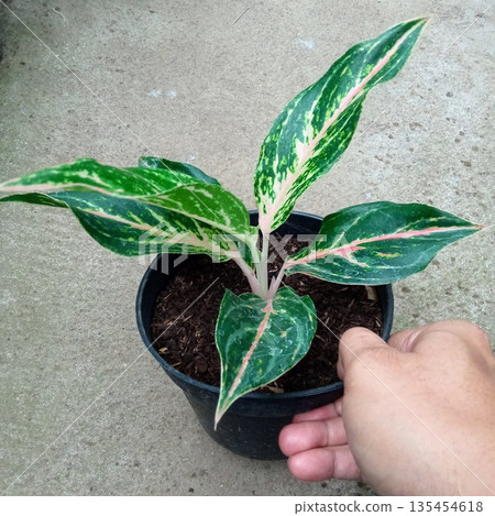 Potted Aglaonema Plant with Pink and Green Variegated Leaves on Concrete Background 135454618