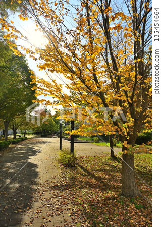 新潟縣長岡市水道公園的秋景（新潟縣長岡市） 135454664