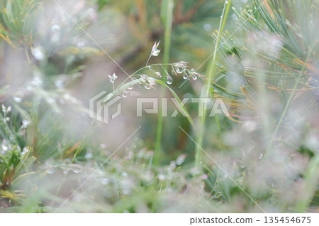 松針和草葉上晶瑩剔透的水滴,靜謐森林中瀰漫的柔和空氣。 松針和草葉上晶瑩剔透的水滴,靜謐森林中瀰漫的柔和空氣。 135454675