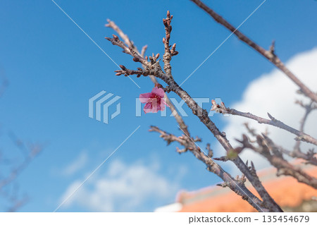 一朵櫻花在藍天紅瓦的映襯下靜靜綻放。 135454679