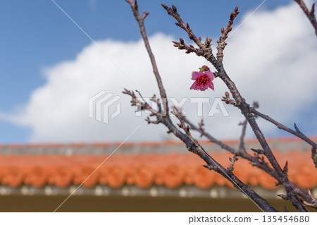 一朵櫻花在藍天紅瓦的映襯下靜靜綻放。 135454680