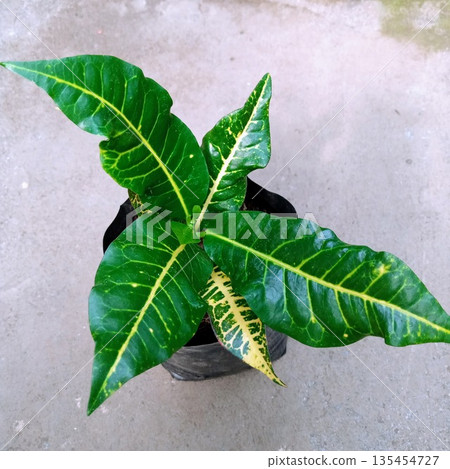 Codiaeum Variegatum Garden Croton Plant with Vibrant Yellow Veins Codiaeum Variegatum Garden Croton Plant with Vibrant Yellow Veins 135454727