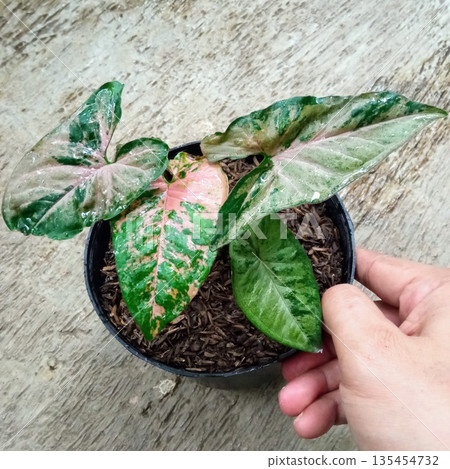 Syngonium Milk Confetti Variegated Pink and Green Houseplant Syngonium Milk Confetti Variegated Pink and Green Houseplant 135454732
