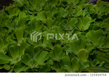 Pistia is a genus of aquatic plant in the arum family, Araceae. The single species it comprises, Pistia stratiotes, is often called water cabbage, water lettuce, Nile cabbage. Pistia is a genus of aquatic plant in the arum family, Araceae. The single species it comprises, Pistia stratiotes, is often called water cabbage, water lettuce, Nile cabbage. 135454754