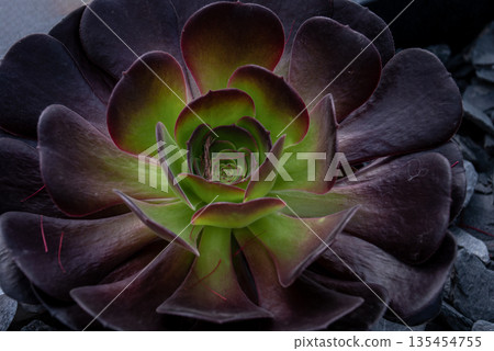 Close-up of Beautiful Aeonium arboreum, Black Aeonium at a botanical garden in spring season. Close-up of Beautiful Aeonium arboreum, Black Aeonium at a botanical garden in spring season. 135454755