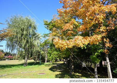 湊川公園(新潟縣新潟市)的秋葉景色 湊川公園(新潟縣新潟市)的秋葉景色 135454777
