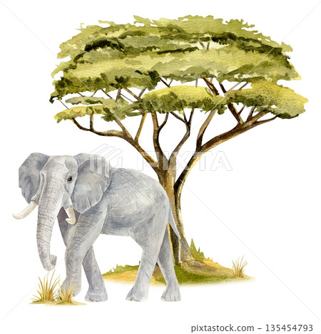 Boho Safari Wall Art. Watercolor Elephant Walking under Acacia Tree, Jungle Nursery Print 135454793