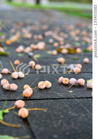 Ginkgo nuts scattered on the street 135455085