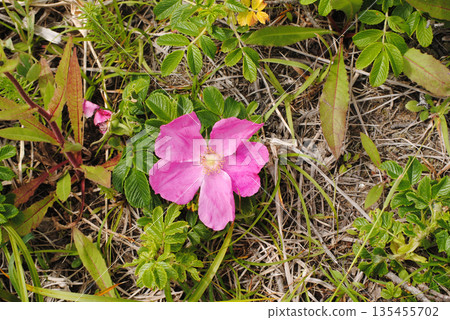 A close-up of a bright pink creeping rose flower, showcasing its vivid petals and lush green leaves. A close-up of a bright pink creeping rose flower, showcasing its vivid petals and lush green leaves. 135455702