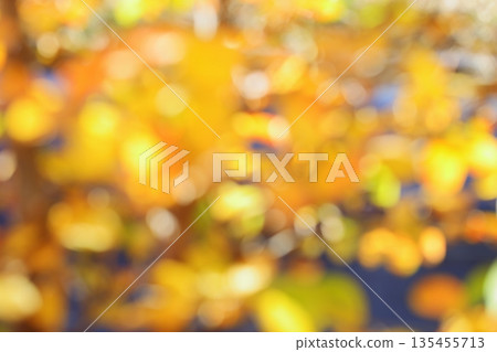 Out-of-focus yellow leaves of summer camellia [Bokeh] [Blur] 135455713