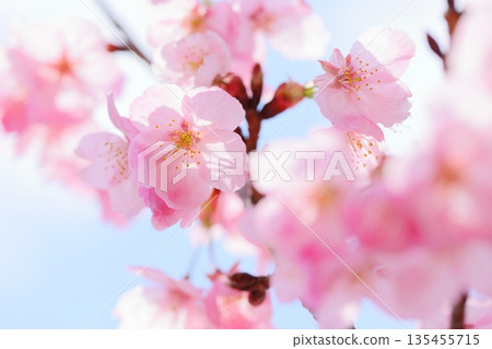 盛開的陽光櫻花特寫[藍天背景] 135455715