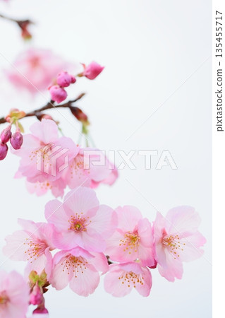 盛開的陽光櫻花特寫【天空背景】 盛開的陽光櫻花特寫【天空背景】 135455717