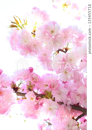 盛開的重瓣櫻花（重瓣紅虎尾）[白色背景][天空背景] 135455718