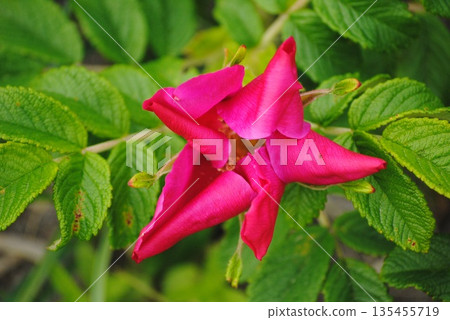 A close-up of a bright pink creeping rose flower, showcasing its vivid petals and lush green leaves. A close-up of a bright pink creeping rose flower, showcasing its vivid petals and lush green leaves. 135455719
