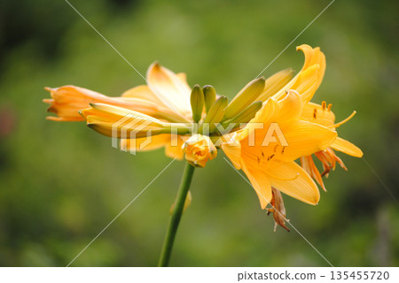 A close-up of yellow flowers from the Midwinter daylily, showcasing their vibrant petals and delicate structure. 135455720
