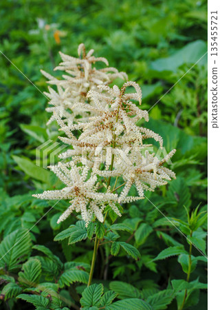 A close-up of cream flowers from the aruncus plant, showcasing delicate petals and lush green leaves. A close-up of cream flowers from the aruncus plant, showcasing delicate petals and lush green leaves. 135455721