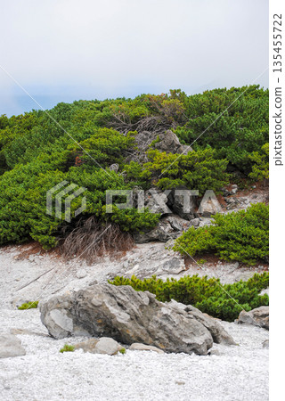 Volcanic fumaroles on Kuril Islands hillside with large scattered rocks and summer greenery. 135455722