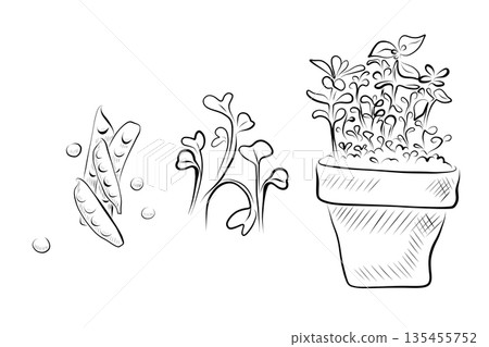 Outline drawing of plants, peas, and growing plants in a pot. 135455752