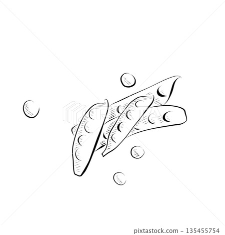 Outline drawing of plants, peas and pods. Minimalistic illustration. Outline drawing of plants, peas and pods. Minimalistic illustration. 135455754