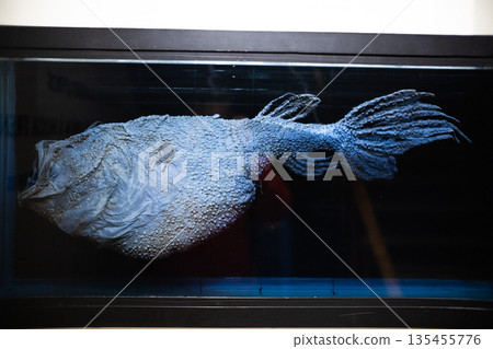 Preserved deep sea anglerfish specimen in museum display 135455776