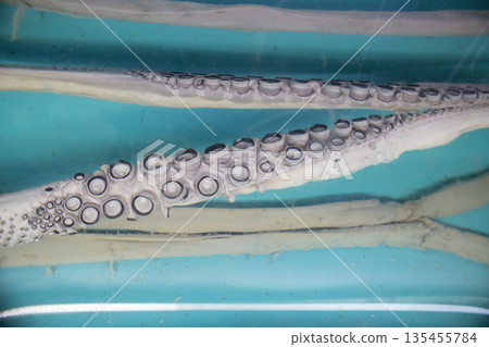 Squid arm tentacles suckers in blue water 135455784