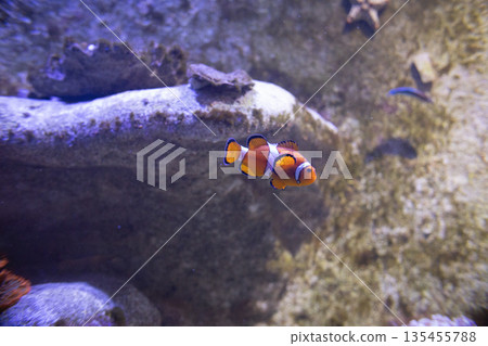 Clownfish swimming in marine water habitat 135455788