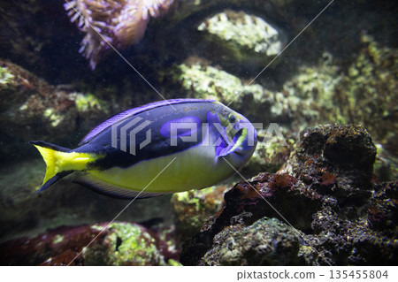 Colorful tropical fish swimming in vibrant coral reef Colorful tropical fish swimming in vibrant coral reef 135455804