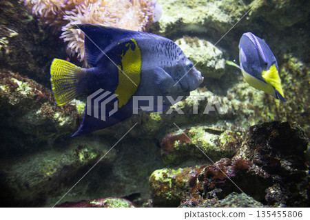Marine angelfish and yellowtail tang swimming among corals Marine angelfish and yellowtail tang swimming among corals 135455806