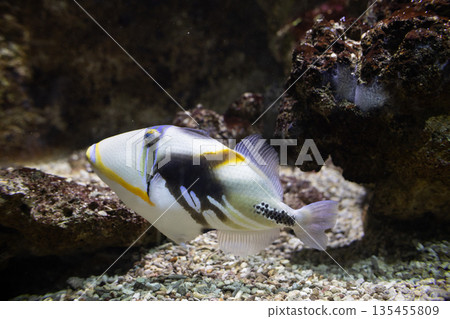 Picasso triggerfish swimming tropical ocean reef environment 135455809