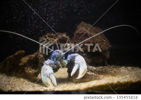 Blue american lobster in aquarium with long antennae 135455818