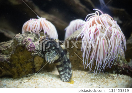 Blenny fish resting among rocks and sea anemones Blenny fish resting among rocks and sea anemones 135455819