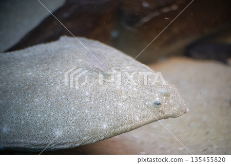 Flounder camouflaging itself on sandy ocean floor Flounder camouflaging itself on sandy ocean floor 135455820
