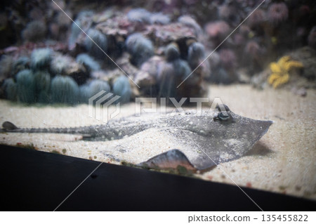 Ray camouflaging in sandy aquarium environment Ray camouflaging in sandy aquarium environment 135455822