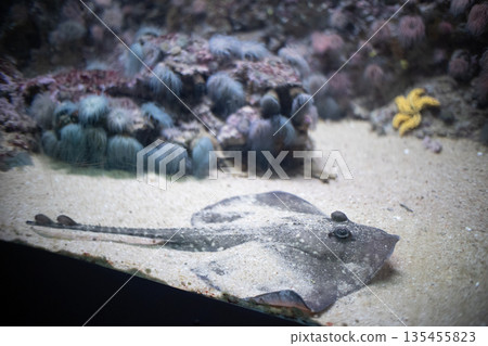 Ray resting on sandy bottom in marine tank Ray resting on sandy bottom in marine tank 135455823