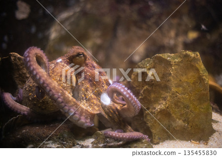 Octopus resting on ocean floor among rocks Octopus resting on ocean floor among rocks 135455830