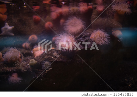Sea anemones thriving on underwater rocks in ocean habitat Sea anemones thriving on underwater rocks in ocean habitat 135455835