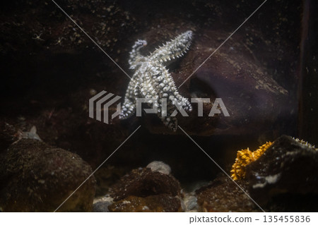 Starfish clinging onto rock underwater in marine aquarium 135455836