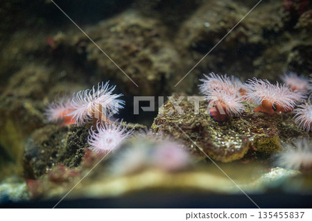Sea anemones extending tentacles on underwater rocks 135455837