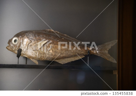Preserved taxidermy fish specimen in a museum display Preserved taxidermy fish specimen in a museum display 135455838