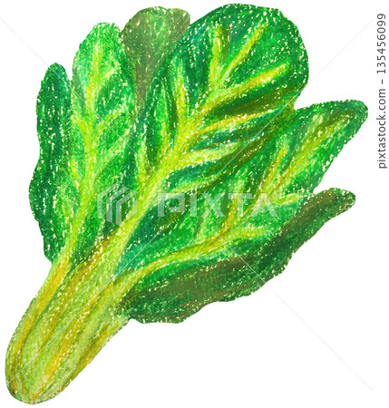 Komatsuna illustration oil pastel painting Komatsuna illustration oil pastel painting 135456099