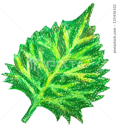 紫蘇油畫棒插圖 135456102