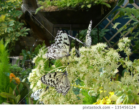 蝴蝶聚集在花朵上 135456124