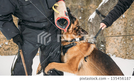 Training Of Purebred German Shepherd Young Dog Or Alsatian Wolf Dog. Attack And Defence. Winter Training Of Purebred German Shepherd Young Dog Or Alsatian Wolf Dog. Attack And Defence. Winter 135456187