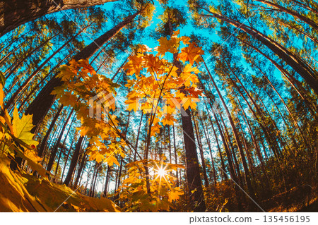 Autumn Forest Canopy with Maple Leaves and Sunlight Autumn Forest Canopy with Maple Leaves and Sunlight 135456195