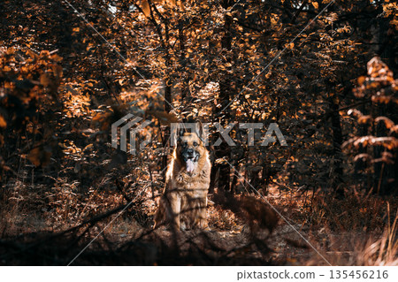 German Shepherd Dog in Autumn Forest with Golden Brown Foliage German Shepherd Dog in Autumn Forest with Golden Brown Foliage 135456216
