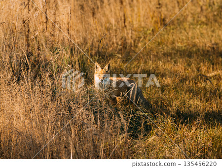 European Red Fox (vulpes Vulpes) Walking On Grass In Meadow. Wildlife Scene From Europe. Range Fur Coat Animal In Nature Habitat. Fox On Pasture. Fox In Natural Habitat European Red Fox (vulpes Vulpes) Walking On Grass In Meadow. Wildlife Scene From Europe. Range Fur Coat Animal In Nature Habitat. Fox On Pasture. Fox In Natural Habitat 135456220
