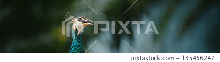 Close-up Portrait of Peacock Head with Vibrant Turquoise Plumage 135456242