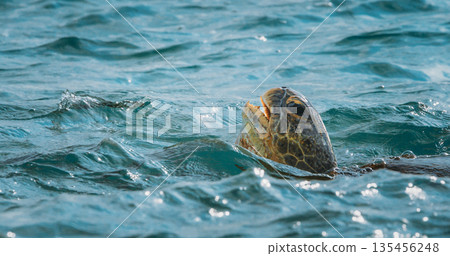 Green Sea Turtle Swimming Close-up in Shallow Tropical Ocean Water 135456248