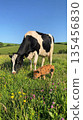 A serene scene of a cow and a piglet grazing together in a flower-filled meadow. 135456830